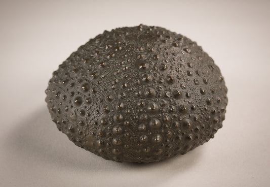 Burt Payne 3 - Bronze Sea Urchin - 1994