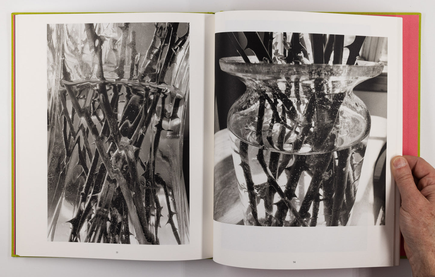 Stems – Lee Friedlander [Signed, 1st Ed.]